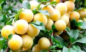 урожайность сливы Белоснежка10