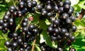 урожайность смородины Деликате15