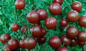 урожайность томата Вишенка чёрная14