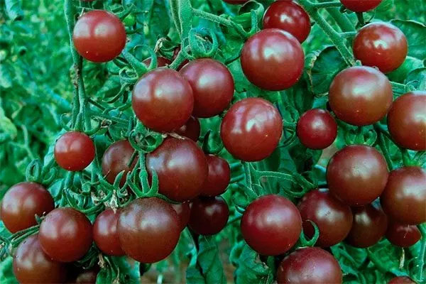 урожайность томата Вишенка чёрная14