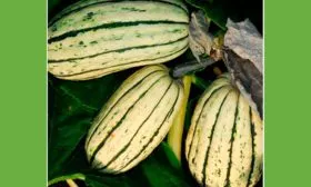 урожайность тыквы Дынька8