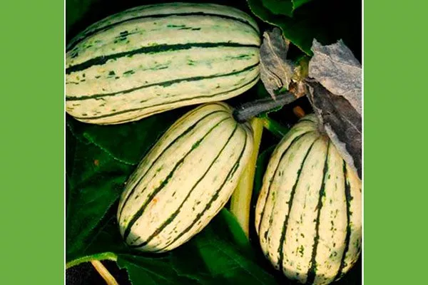 урожайность тыквы Дынька8