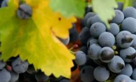 урожайность винограда Родина23