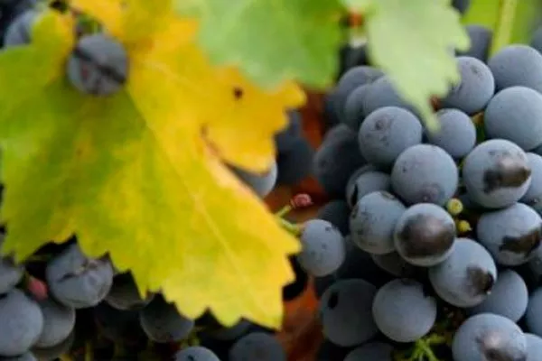 урожайность винограда Родина23