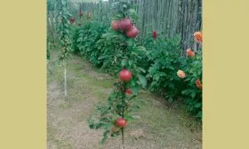 урожайность яблони Арбат11