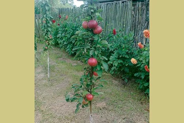 урожайность яблони Арбат11