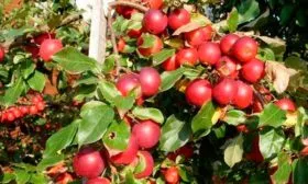 урожайность яблони Китайка Керр23