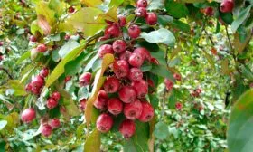 урожайность яблони Райская22