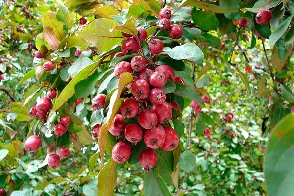 урожайность яблони Райская22