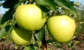 урожайность яблони Славянка12