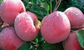 урожайность яблони Ветеран19