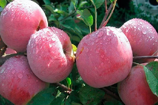 урожайность яблони Ветеран19