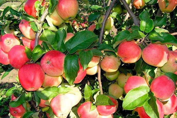 урожайность