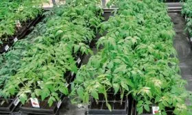 Условия содержания рассады томаты Чудо Света20