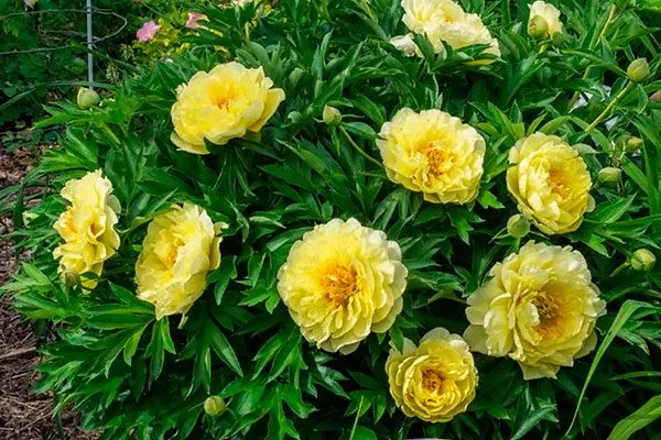 в дизайне пиона Йеллоу Краун5