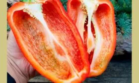 в разрезе перец Испанский бык1