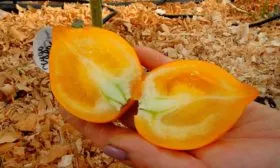 в разрезе томаты Чудо Света1