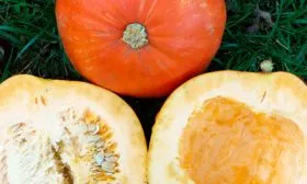 в разрезе тыквы Большой Макс2