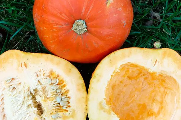 в разрезе тыквы Большой Макс2