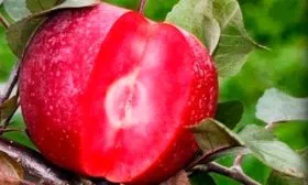 в разрезе яблони Эра2