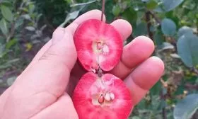 в разрезе яблони Китайка Керр2