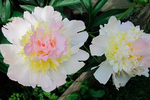 в роспуске пиона Топ Брасс4