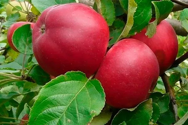 Веньяминовское