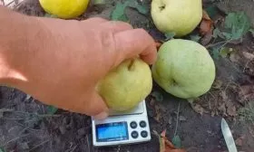 вес груша Санреми2