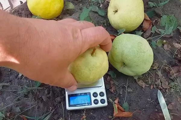 вес груша Санреми2