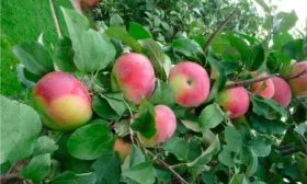 ветка с яблоками яблони Марат Бусурин1