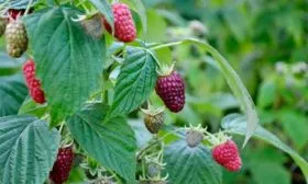 ветка с ягодами малины Кримсон найт2