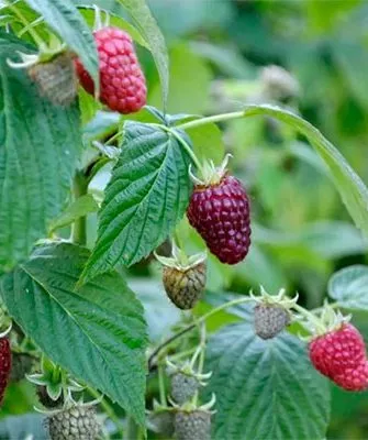 ветка с ягодами малины Кримсон найт2