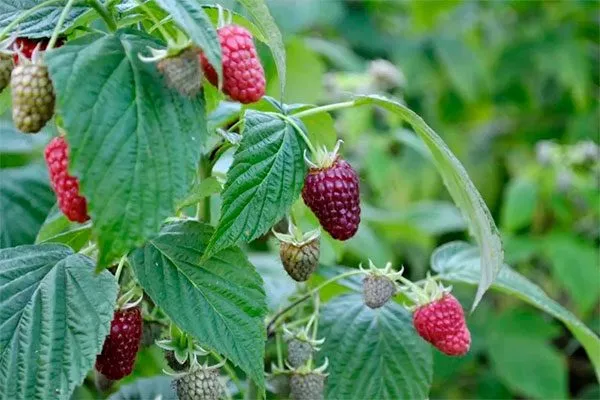 ветка с ягодами малины Кримсон найт2