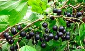 ветка с ягодами смородины Сибирская2