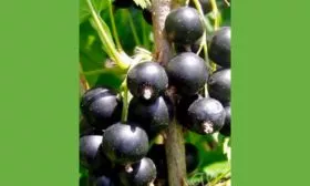 ветка смородиныОриана1