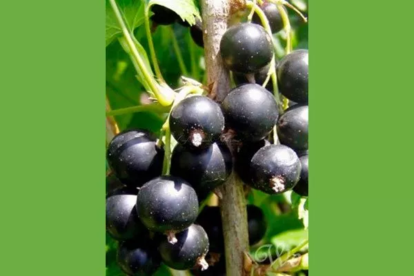 ветка смородиныОриана1