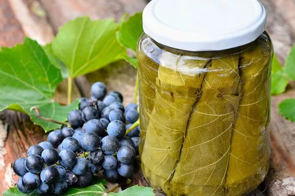 виноградный лист винограда Родина3