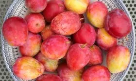 вкус и назначение Слива Персиковая Мичурина1