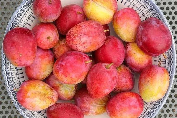 вкус и назначение Слива Персиковая Мичурина1