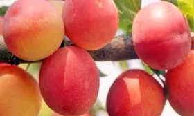 вкус Слива Персиковая Мичурина2