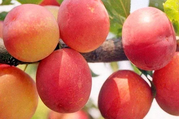 вкус Слива Персиковая Мичурина2