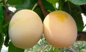 вкус сливы Белоснежка2