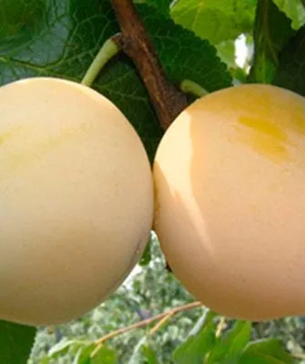 вкус сливы Белоснежка2