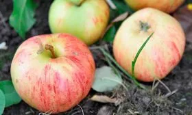 вкус сорт яблок Осеннее полосатое3