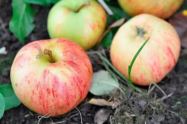 вкус сорт яблок Осеннее полосатое3