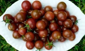 вкус томата Вишенка чёрная3