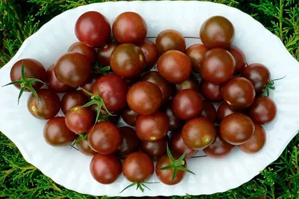 вкус томата Вишенка чёрная3