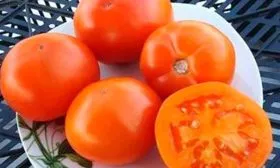 вкус томатов Званый вечер2