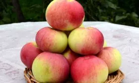 вкус яблони Марат Бусурин2