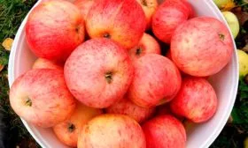 вкус яблони Штрейфлинг2 яблони Штрейфлинг2